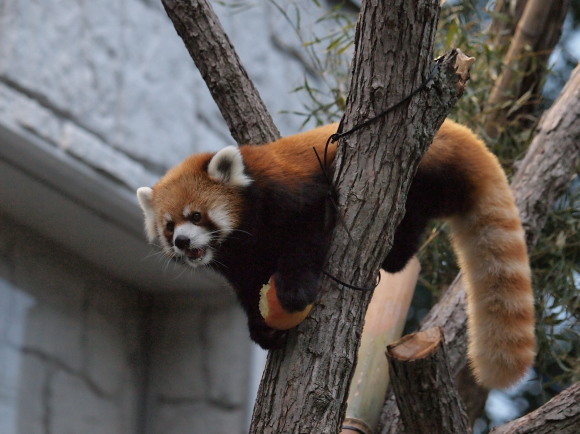 夜の動物園 3_a0149740_1946448.jpg