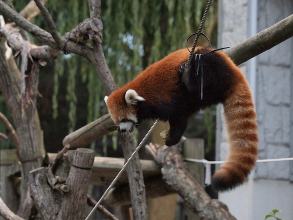 夜の動物園 3_a0149740_1946505.jpg