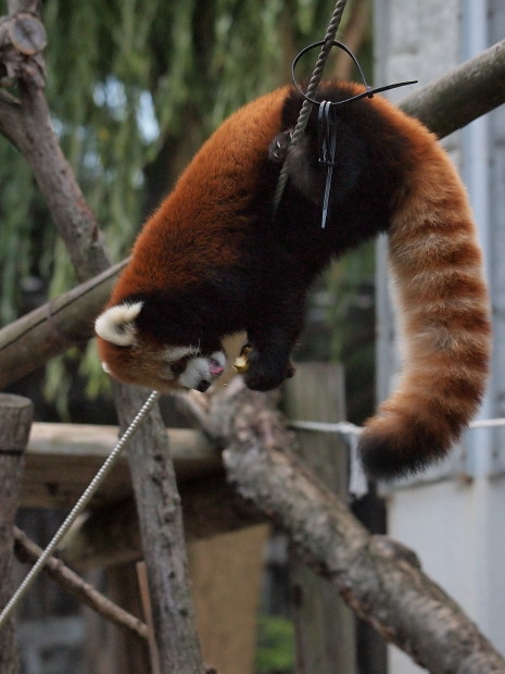 夜の動物園 3_a0149740_19465624.jpg