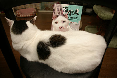 猫星人 Attack!来た〜!_a0028451_1234471.jpg