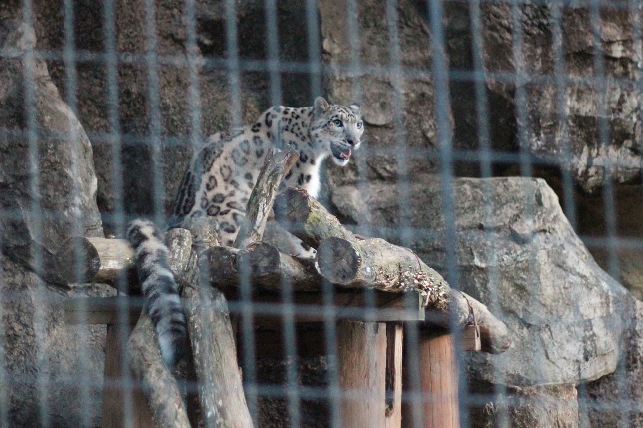 サマーナイト＠Tama Zoo その2_d0227252_11501062.jpg