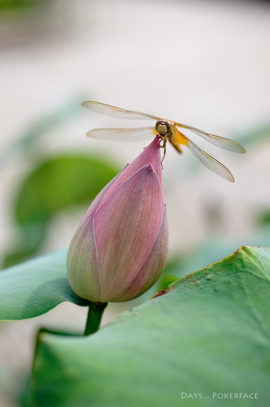 One Day... 花咲く、みずの森。_d0079559_2382362.jpg