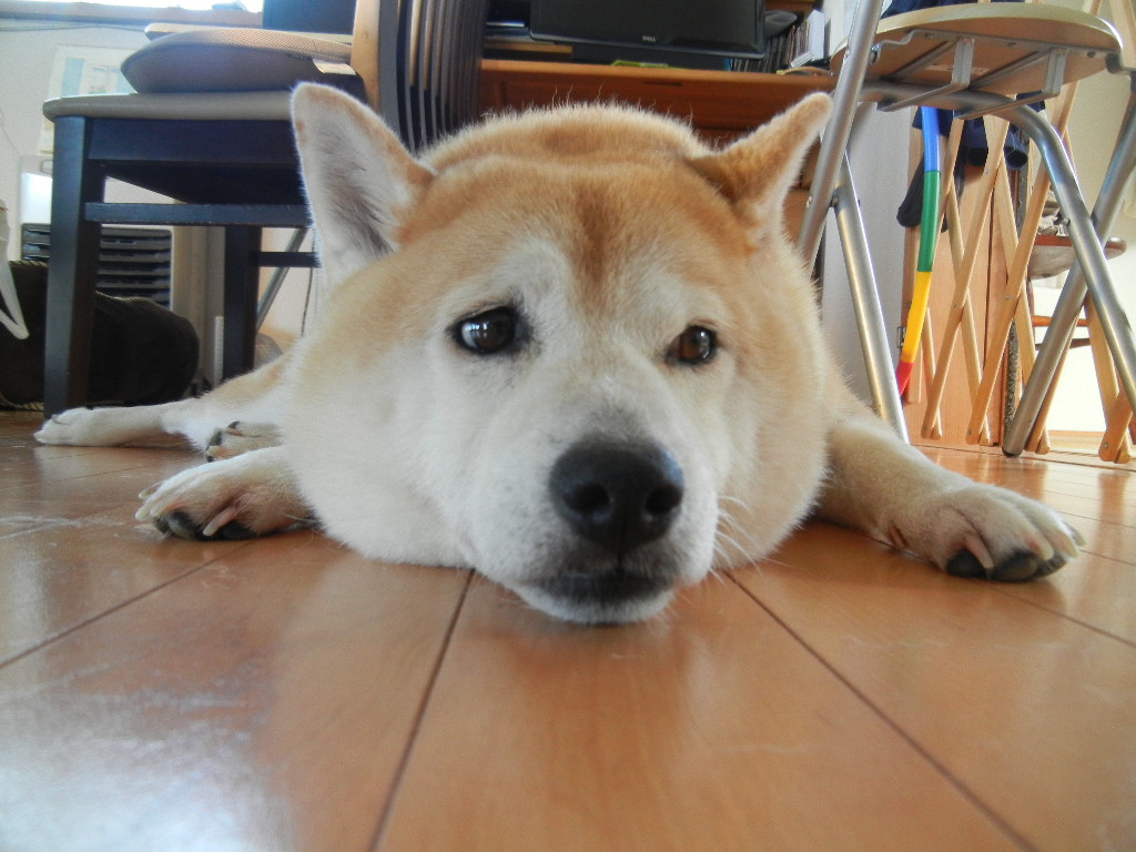 ’12,8,9(木)ぼたんちゃん一家が遊びに来てくれたYO!_f0060461_12491926.jpg