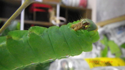 天蚕(てんさん)の飼育 天蚕の足(脚)_e0290580_10391872.jpg