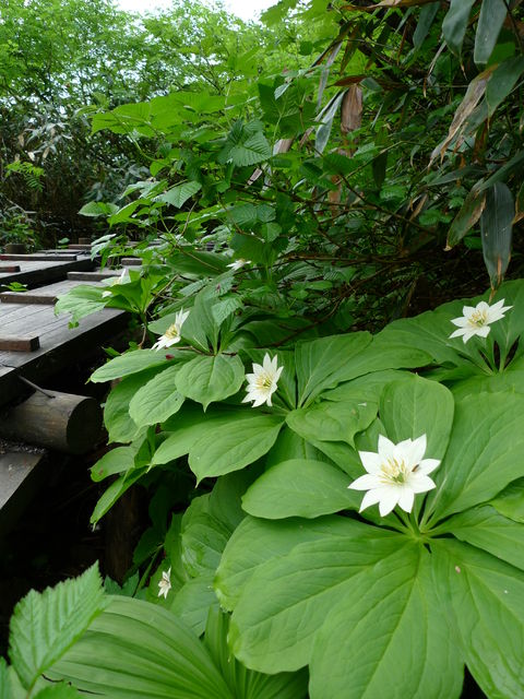 初夏の栂池自然園_a0182281_16495174.jpg