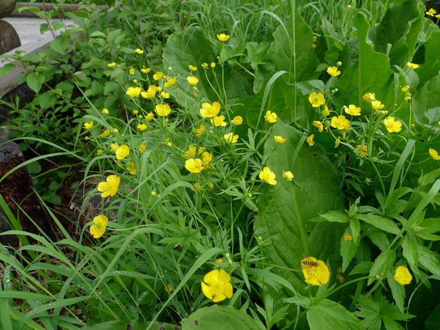 初夏の栂池自然園_a0182281_16502346.jpg