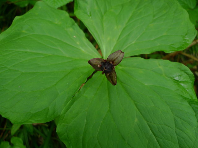 初夏の栂池自然園_a0182281_16532740.jpg