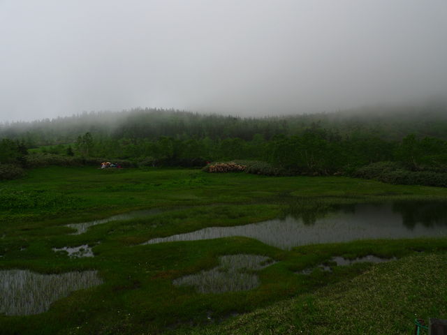 初夏の栂池自然園_a0182281_17114498.jpg