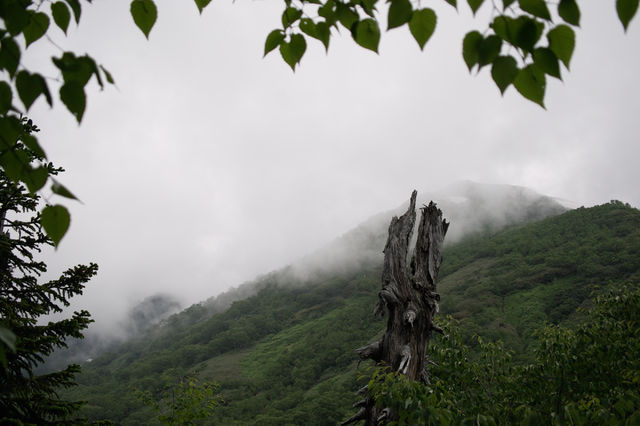 初夏の栂池自然園_a0182281_1711543.jpg