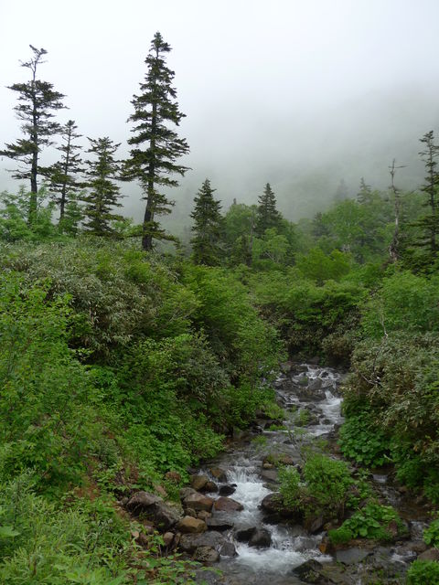 初夏の栂池自然園_a0182281_17303777.jpg