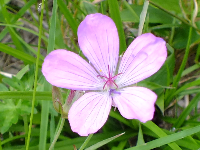 ８月７日　縞枯山～茶臼山_e0145782_615251.jpg