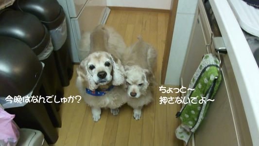 キッチン偵察犬♪_f0218182_11332755.jpg