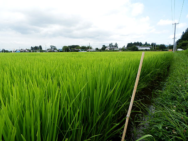 8月9日の田んぼ(上目黒小・枝野小)_d0247484_13584476.jpg