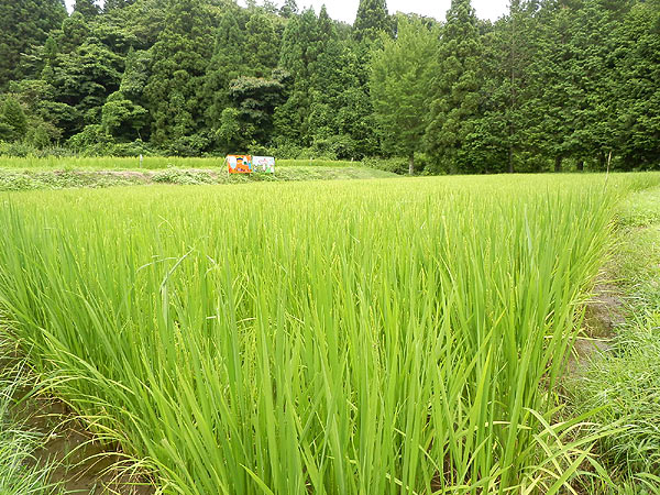 8月9日の田んぼ(月光原小・西根小)_d0247484_1447113.jpg