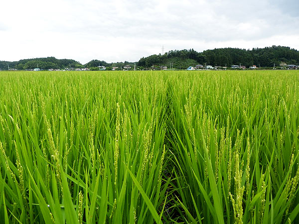8月9日の田んぼ(緑ヶ丘小・北郷小)_d0247484_15474234.jpg