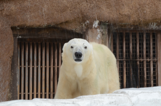 ２０１２年８月　天王寺動物園　ゴーゴくん_a0052986_0321846.jpg