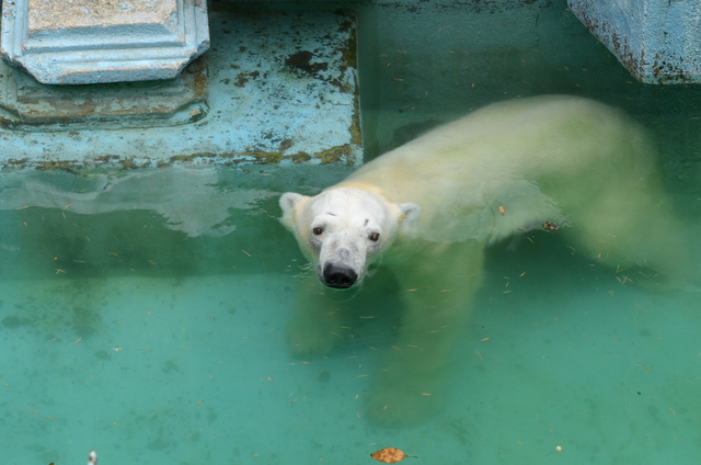 ２０１２年８月　天王寺動物園　ゴーゴくん_a0052986_0494012.jpg