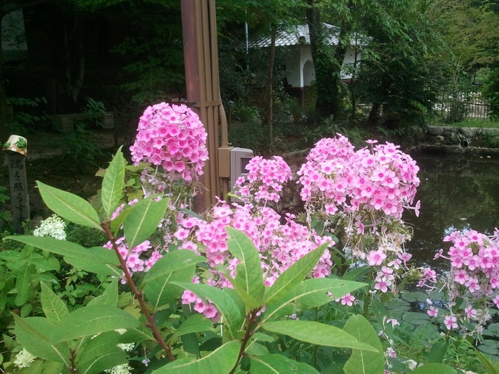 d0020993_819331.jpg