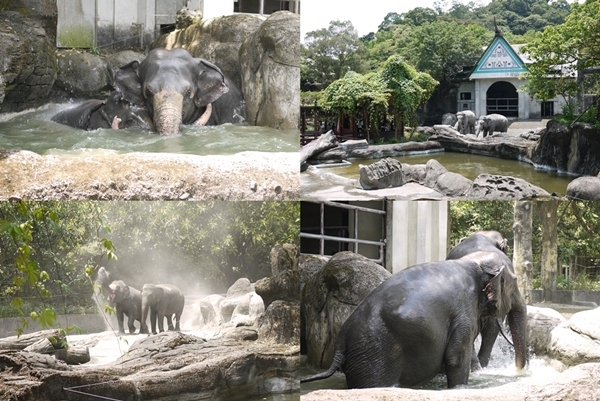 我愛台湾\'12～台北市立動物園へ！_d0133704_1555529.jpg