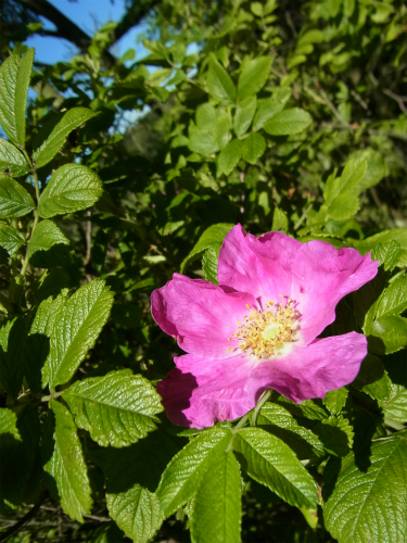e0149604_4371922.jpg