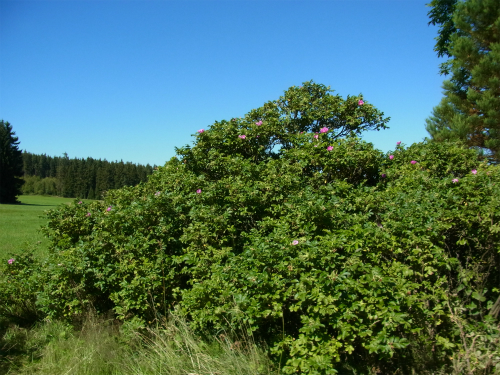 e0149604_437552.jpg