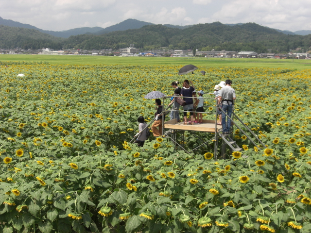 「ひまわり１５万本」～与謝野町～_e0252905_2163189.jpg