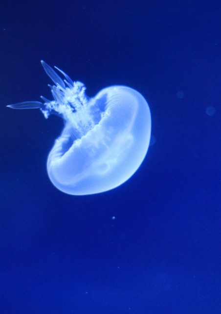 Jelly fish_b0226514_4502916.jpg