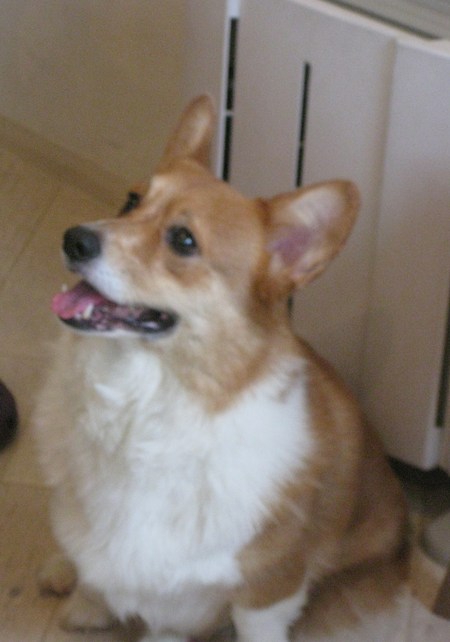 えびす君のお誕生会_f0155118_1055314.jpg