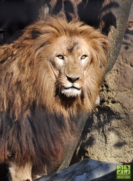 ライオンのリッチ♂ : ISHIKAWAZOO FAN 2