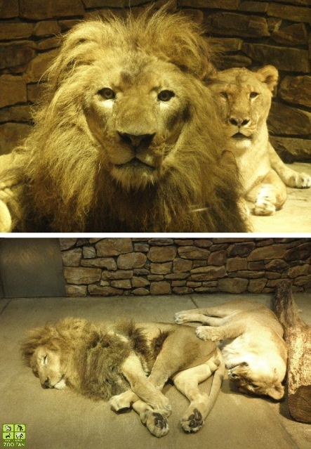 ライオンのリッチ♂ : ISHIKAWAZOO FAN 2