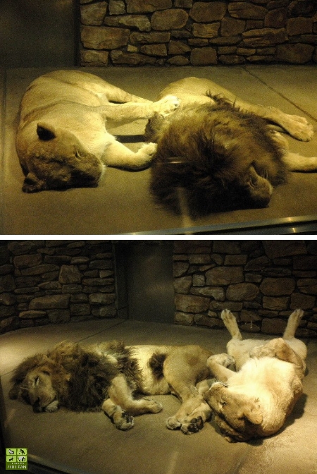 ライオンのリッチ♂ : ISHIKAWAZOO FAN 2