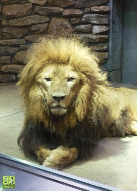 しばライオンページ 楽天市場】玄関マット ライオン ダイカット QB1120-65 80×70 cm 洗える