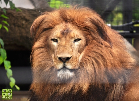 ライオンのリッチ♂ : ISHIKAWAZOO FAN 2