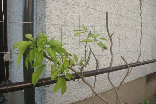 強剪定したムベにも新芽 つる植物生育日記 強剪定したムベにも新芽 つる植物生育日記