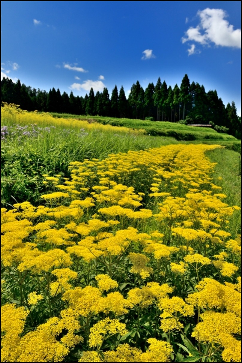 北山友禅菊とおみなえし_a0278953_865079.jpg