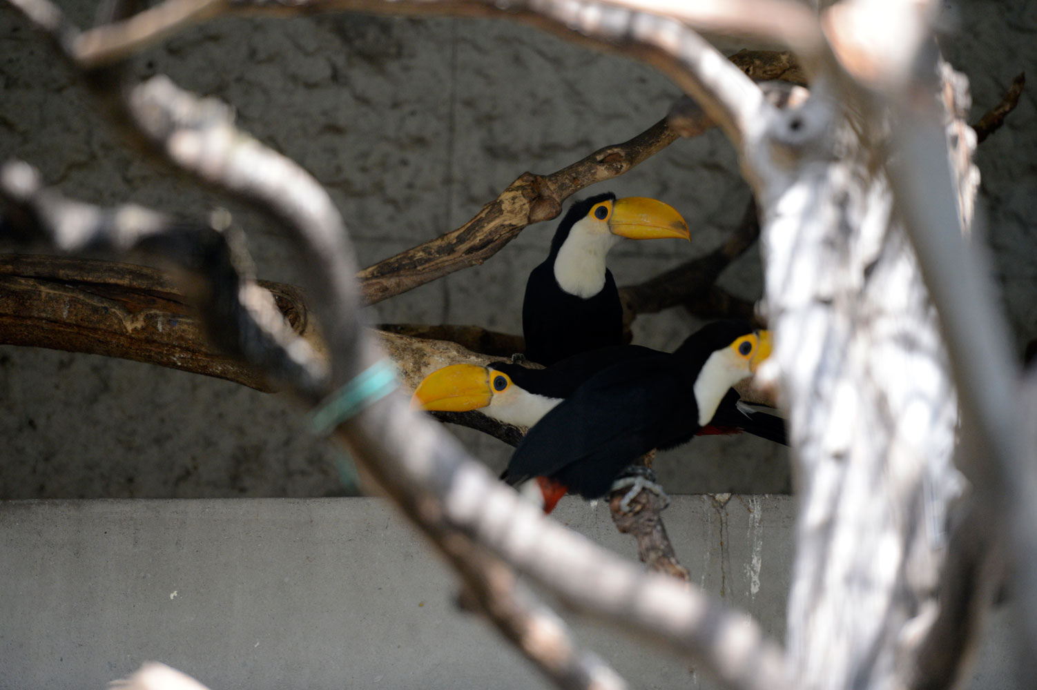 くちばしの黄色いやつら 動物園へ行こう くちばしの黄色いやつら 動物園へ行こう