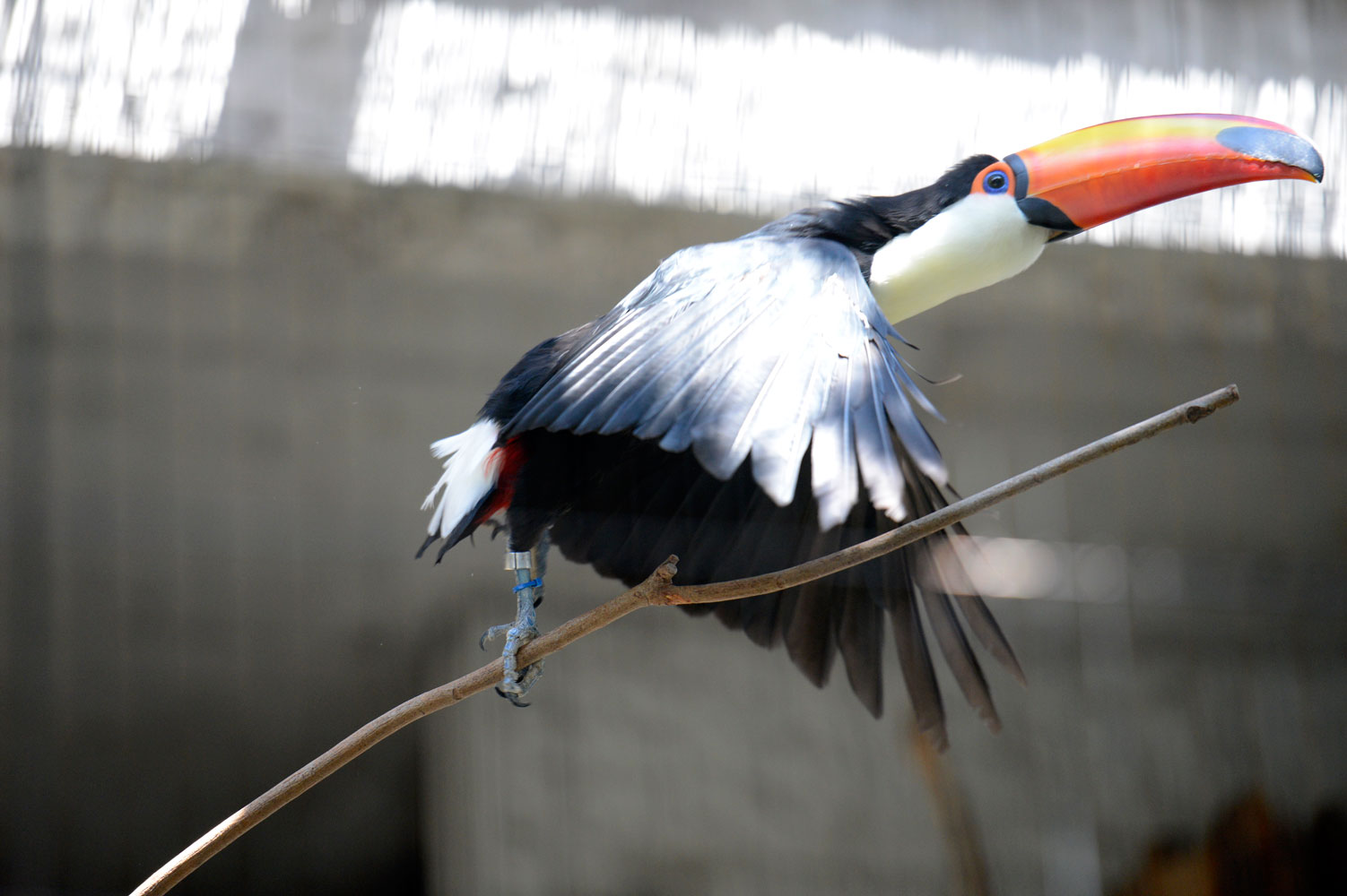 くちばしの黄色いやつら 動物園へ行こう くちばしの黄色いやつら 動物園へ行こう