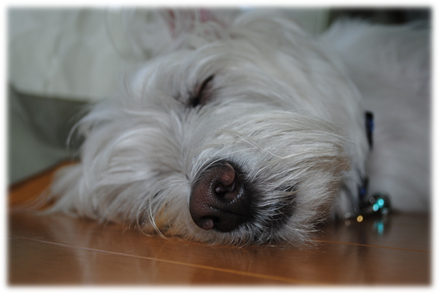 b0242873_21283910.png