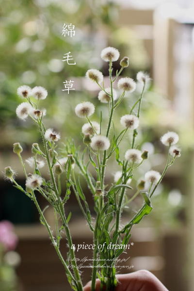 綿毛草 と A Piece Of Dream 植物とdiyと