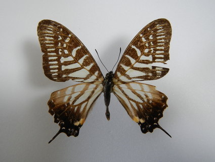 フィディアスオナガタイマイ Graphium Phidias Butterflies Of Lao Pdr