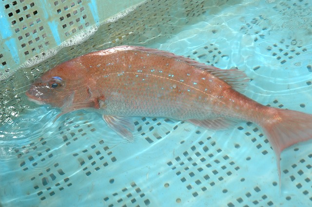 季節とともに 魚に変化あり_d0268290_14425818.jpg