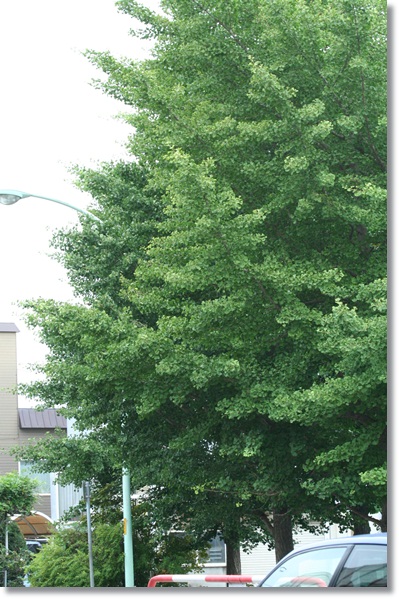 f0146493_8495046.jpg