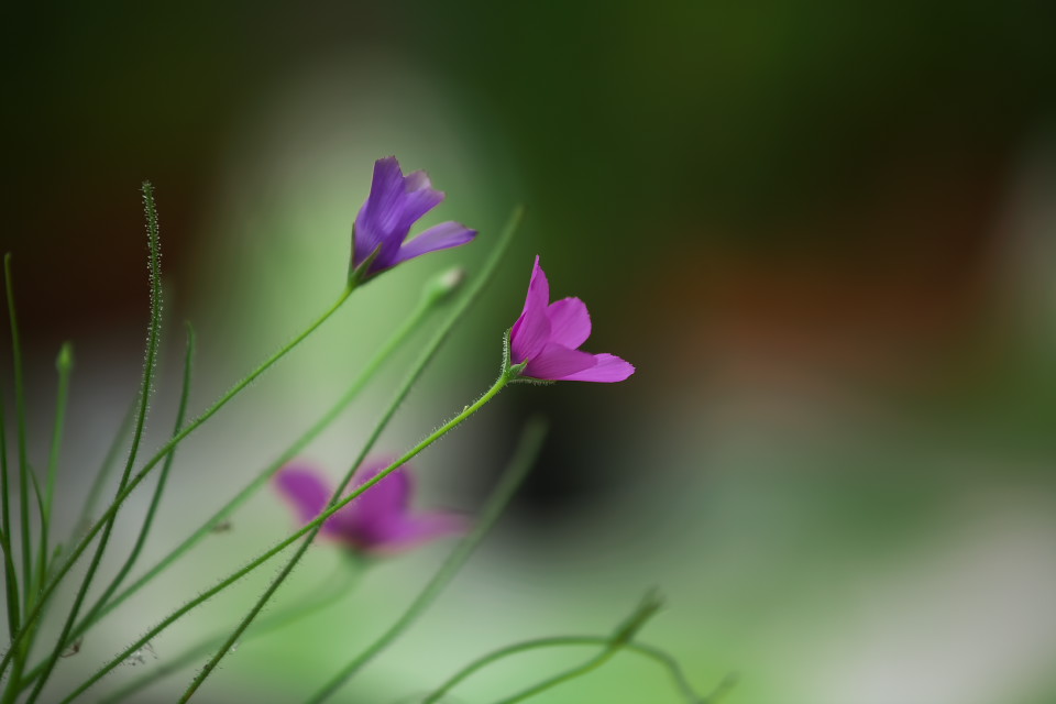 可愛い「すみれ」が虫を食べる_d0248494_2123562.jpg