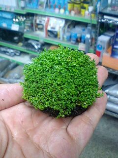 侘び草!侘び草!侘び草!_b0141806_2272182.jpg