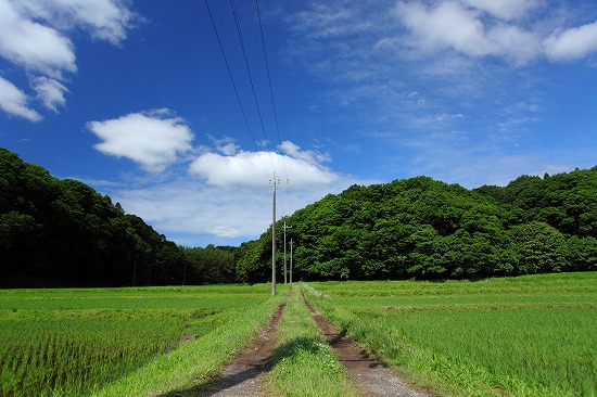 近所の田んぼ_c0211309_22162955.jpg