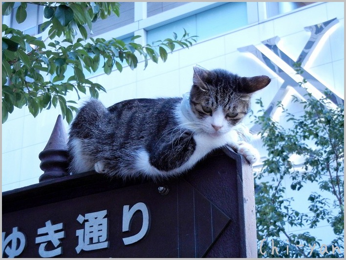 銀座の猫_e0219011_847127.jpg