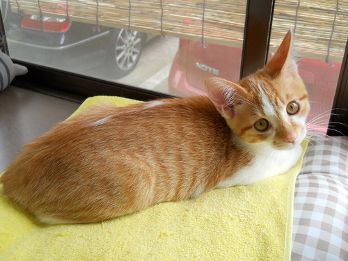 猫の知的障害 しっぽはプープー 猫の知的障害 しっぽはプープー