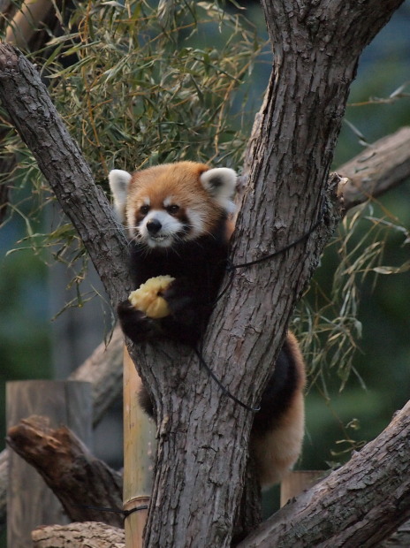 夜の動物園 4_a0149740_11562754.jpg