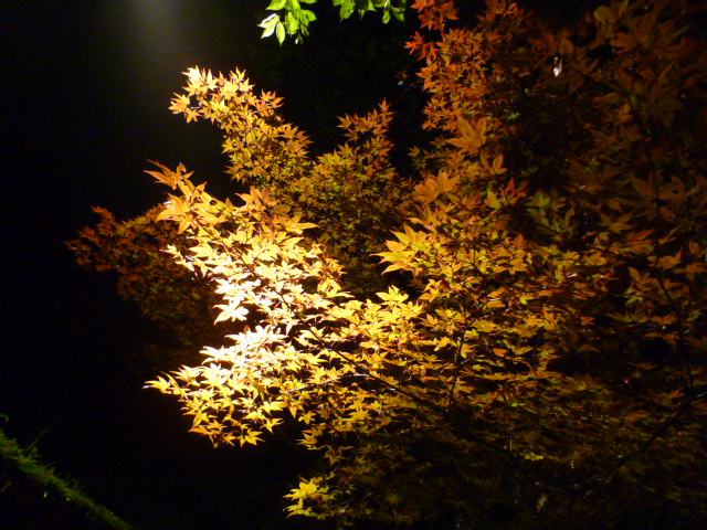 d0170140_233280.jpg