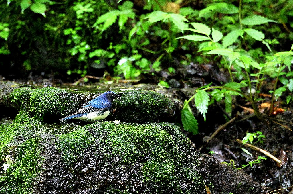 2012/08　　～薄暗い湖畔の避暑地にて・・②～_f0238447_8183817.jpg